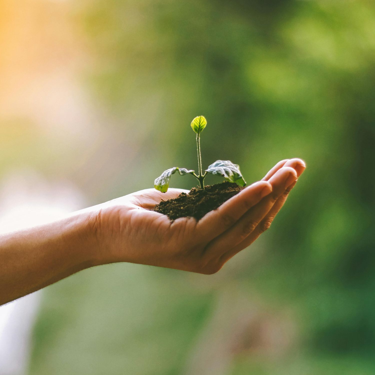 psychedelisches Coaching Retreat